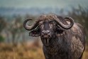 022 Masai Mara, buffel